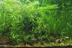 Flooded_area_drainage_canal_to_the_Capanaparo_river_state_of_Apure_Venezuela_1-1024x502 Flooded_area_drainage_canal_to_the_Capanaparo_river_state_of_Apure_Venezuela_1-1024x502