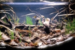 Flooded_area_of_Lago_Verde_on_the_Tapajos_River_Alter_do_Chao_Brazil_1-1024x483 Flooded_area_of_Lago_Verde_on_the_Tapajos_River_Alter_do_Chao_Brazil_1-1024x483