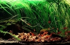 Flooded_area_under_tree_in_middle_Rio_Guapore_drainage_Bolivia_1-1024x155 Flooded_area_under_tree_in_middle_Rio_Guapore_drainage_Bolivia_1-1024x155