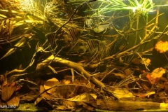 Flooded_forest_at_Parana_Atau_river_Santa_Isabel_do_Rio_Negro_Amazonas_Brasil_1-1024x504 Flooded_forest_at_Parana_Atau_river_Santa_Isabel_do_Rio_Negro_Amazonas_Brasil_1-1024x504