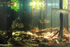 Flooded_forest_of_middle_Amazon_basin_in_Brazil_1-1024x515 Flooded_forest_of_middle_Amazon_basin_in_Brazil_1-1024x515