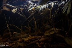 Flooded_waterfront_of_the_Rio_Ivai_a_branch_of_the_Rio_Parana_1-1024x537 Flooded_waterfront_of_the_Rio_Ivai_a_branch_of_the_Rio_Parana_1-1024x537