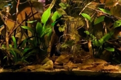 Floodplain_of_the_Rio_Negro_River_in_the_lower_reaches_Igarape-Acu_1-1024x275 Floodplain_of_the_Rio_Negro_River_in_the_lower_reaches_Igarape-Acu_1-1024x275