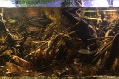 Forest_pond_in_the_Negro_River_Brazil_1-e1539115883692-1024x252 Forest_pond_in_the_Negro_River_Brazil_1-e1539115883692-1024x252