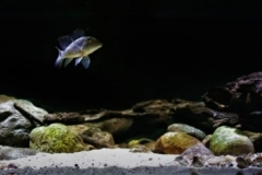 Gravel_and_sand_bank_of_Rio_Tocantins_below_Tocantinopolis_Brasil_1-1024x243 Gravel_and_sand_bank_of_Rio_Tocantins_below_Tocantinopolis_Brasil_1-1024x243