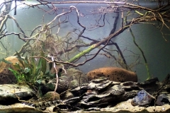 Guerrero_stream_Uruguay_River_basin_Misiones_Argentina_1-1024x479 Guerrero_stream_Uruguay_River_basin_Misiones_Argentina_1-1024x479