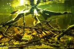 Habitat_of_Barbodes_dunckeri_at_Mersing_Johor_Malaysia_1-1024x577 Habitat_of_Barbodes_dunckeri_at_Mersing_Johor_Malaysia_1-1024x577