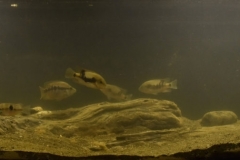 Humid_and_forested_area_affluent_of_the_Polochic_River_Izabal_Guatemala_1-1024x336 Humid_and_forested_area_affluent_of_the_Polochic_River_Izabal_Guatemala_1-1024x336