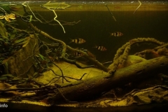 Kelani_river_Rocky_shore_shallow_stream_wet_zone_Sri_lanka_1-1024x451 Kelani_river_Rocky_shore_shallow_stream_wet_zone_Sri_lanka_1-1024x451