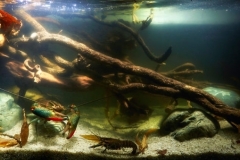 Lake_Eacham_Crater_Lakes_National_Park_Queensland_Australia_1-1024x339 Lake_Eacham_Crater_Lakes_National_Park_Queensland_Australia_1-1024x339