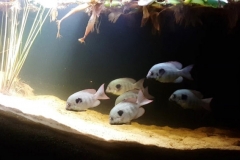 Lake_Ravelobe_Ankarafantsika_National_Park_west_of_Madagascar_1-1024x378 Lake_Ravelobe_Ankarafantsika_National_Park_west_of_Madagascar_1-1024x378