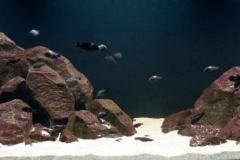 Lake_Tanganyika_Tropheus_duboisi_at_Cape_Kabogo_1-1024x278 Lake_Tanganyika_Tropheus_duboisi_at_Cape_Kabogo_1-1024x278