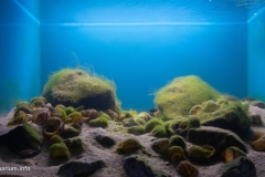 Lake_Tanganyika_at_Chimba_biotope_1-1024x531 Lake_Tanganyika_at_Chimba_biotope_1-1024x531