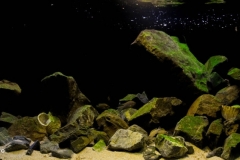 Lake_Tanganyika_at_Kasanga_biotope_shallow_precipitous_rocky_habitat_1-1024x427 Lake_Tanganyika_at_Kasanga_biotope_shallow_precipitous_rocky_habitat_1-1024x427