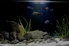 Lake_Tanganyika_at_Pemba_Democratic_Republic_of_the_Congo_1-1024x377 Lake_Tanganyika_at_Pemba_Democratic_Republic_of_the_Congo_1-1024x377