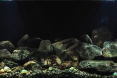 Lake_Tanganyika_biotope_Cape_Chaitika_Zambia_1-1024x305 Lake_Tanganyika_biotope_Cape_Chaitika_Zambia_1-1024x305