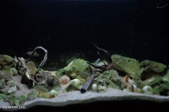 Lake_Tanganyika_coastal_zone_1-1024x584 Lake_Tanganyika_coastal_zone_1-1024x584