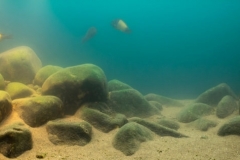 Lake_Tanganyika_shallow_rocky_shores_of_Ikola_Tanzania_1-1024x316 Lake_Tanganyika_shallow_rocky_shores_of_Ikola_Tanzania_1-1024x316