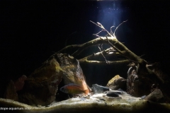 Lake_Victoria_Sublittoral_areas_of_the_Mwanza_Bay_Tanzania_1-1024x636 Lake_Victoria_Sublittoral_areas_of_the_Mwanza_Bay_Tanzania_1-1024x636