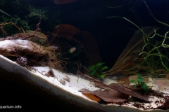 Little_creek_of_West_Africa_with_killifish_1-1024x549 Little_creek_of_West_Africa_with_killifish_1-1024x549