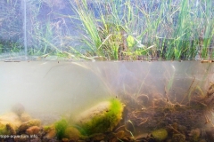 Little_puddles_of_water_near_Mejuda_River_Gori_Georgia_Caucasus_1-1024x629 Little_puddles_of_water_near_Mejuda_River_Gori_Georgia_Caucasus_1-1024x629