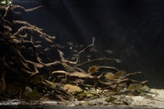 Lokoti_kiki_creek_Suriname_1-1024x524 Lokoti_kiki_creek_Suriname_1-1024x524