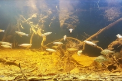 Mahambo_Swamp_district_of_Fenerive_Est_Analanjirofo_Region_of_Madagascar_1-1024x443 Mahambo_Swamp_district_of_Fenerive_Est_Analanjirofo_Region_of_Madagascar_1-1024x443