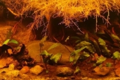 Main_stream_of_the_Kapuas_river_in_western_Kalimantan_1-1024x203 Main_stream_of_the_Kapuas_river_in_western_Kalimantan_1-1024x203