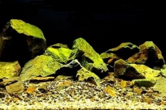 Mbuna_group_in_Malawi_Lake_between_Mozambique_and_Tanzania_Africa_1-1024x418 Mbuna_group_in_Malawi_Lake_between_Mozambique_and_Tanzania_Africa_1-1024x418