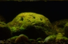 Middle_course_of_Tung_Chung_River_Lantau_Island_Hong_Kong_1-1024x154 Middle_course_of_Tung_Chung_River_Lantau_Island_Hong_Kong_1-1024x154