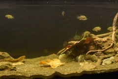 Morazan_river_El_Progreso_Guatemala_1-1024x401 Morazan_river_El_Progreso_Guatemala_1-1024x401