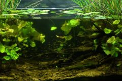 Nature_of_aquatic_life_at_season_the_water_came_bad_Tram_Chim_National_Park_of_Dong_Thap_Muoi_Vietnam_1-e1539086722640-1024x504 Nature_of_aquatic_life_at_season_the_water_came_bad_Tram_Chim_National_Park_of_Dong_Thap_Muoi_Vietnam_1-e1539086722640-1024x504