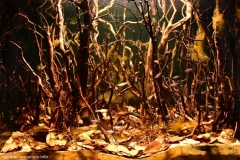 Negro_River_Amazon_branch_Brazil_1-1024x707 Negro_River_Amazon_branch_Brazil_1-1024x707