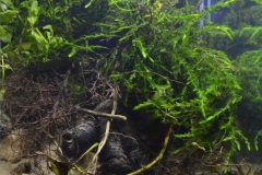 Overgrown_bank_Rak_river_around_Zawiercie_Poland_1-1024x943 Overgrown_bank_Rak_river_around_Zawiercie_Poland_1-1024x943