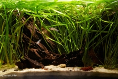 Overgrown_stream_to_the_east_of_the_Ayutthaya_city_Thailand_1-1024x569 Overgrown_stream_to_the_east_of_the_Ayutthaya_city_Thailand_1-1024x569