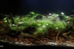 Oxbow_of_upper_Paraguay_River_Alto_Paraguay_Paraguay_1-1024x449 Oxbow_of_upper_Paraguay_River_Alto_Paraguay_Paraguay_1-1024x449