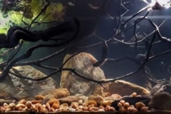 Papaloapan_River_basin_Mexico_1-1024x359 Papaloapan_River_basin_Mexico_1-1024x359