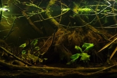 Peat_swamp_forest_in_Selangor_Malaysia_1-1024x330 Peat_swamp_forest_in_Selangor_Malaysia_1-1024x330