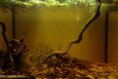 Peat_swamp_forest_in_southern_Johor_state_Peninsular_Malaysia_1-1024x639 Peat_swamp_forest_in_southern_Johor_state_Peninsular_Malaysia_1-1024x639