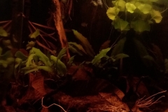 Peat_swamp_forest_in_the_eastern_part_of_Malaysia_in_Terengganu_state_1-919x1024 Peat_swamp_forest_in_the_eastern_part_of_Malaysia_in_Terengganu_state_1-919x1024