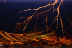 Pool_of_Rio_Negro_in_dry_season_1-1024x451 Pool_of_Rio_Negro_in_dry_season_1-1024x451