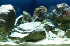 Pool_of_the_Golden_Venus_near_the_southern_part_of_Lake_Tanganyika_between_the_Kalambo_River_and_Lunzua_in_the_province_of_Zambia_Africa_1-1024x434 Pool_of_the_Golden_Venus_near_the_southern_part_of_Lake_Tanganyika_between_the_Kalambo_River_and_Lunzua_in_the_province_of_Zambia_Africa_1-1024x434