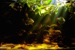 Quiet_backwater_of_the_Essequibo_River_in_Kurupukari_District_Guyana_1-1-1024x497 Quiet_backwater_of_the_Essequibo_River_in_Kurupukari_District_Guyana_1-1-1024x497