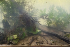 Rak_river_near_Zawiercie_Poland_1-1024x610 Rak_river_near_Zawiercie_Poland_1-1024x610