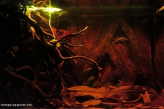 Rio_Caqueta_upstream_blackwater_Colombia_1-1024x671 Rio_Caqueta_upstream_blackwater_Colombia_1-1024x671