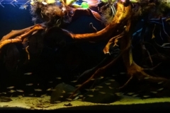 Rio_Demini_Upstream_area_near_the_community_of_Tabocal_1-1024x356 Rio_Demini_Upstream_area_near_the_community_of_Tabocal_1-1024x356