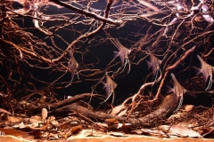 Rio_Nanay_Amazon_River_tributary_Peru_1-1024x429 Rio_Nanay_Amazon_River_tributary_Peru_1-1024x429