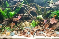 Rio_Negro_Clear_water_1-1024x391 Rio_Negro_Clear_water_1-1024x391