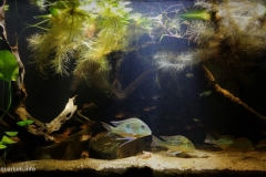 Rio_Parana_coast_Santa_Ana_Misiones_Argentina_1-1024x557 Rio_Parana_coast_Santa_Ana_Misiones_Argentina_1-1024x557