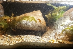 River_Amboaboa_a_tributary_of_the_Mangarahara_river_in_northeastern_Madagascar_1-1024x268 River_Amboaboa_a_tributary_of_the_Mangarahara_river_in_northeastern_Madagascar_1-1024x268